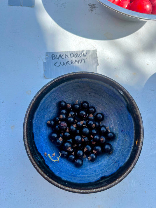 Blackdown Black Currant (Ribes nigrum)