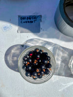 Baldwin Black Currant