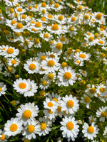 Feverfew