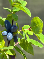 Tundra™ Honeyberry