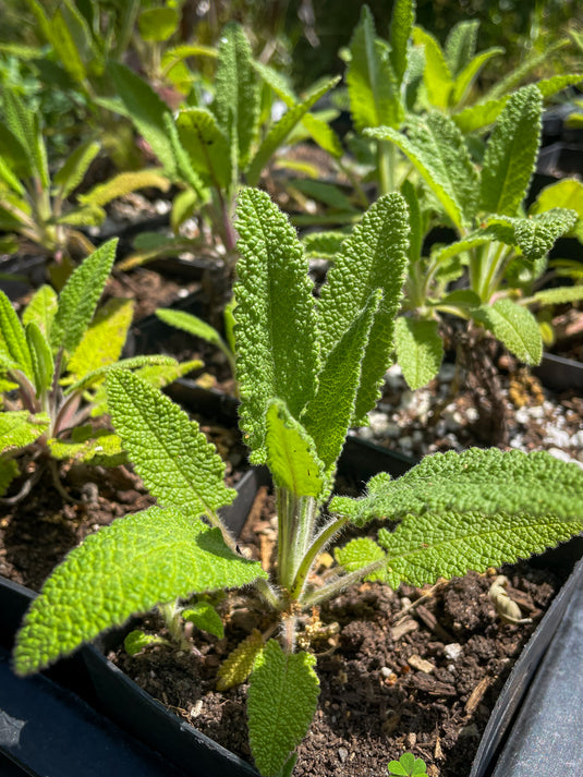 Hummingbird Sage