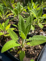 Hummingbird Sage
