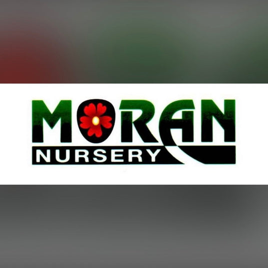 Succulent 2in - Moran