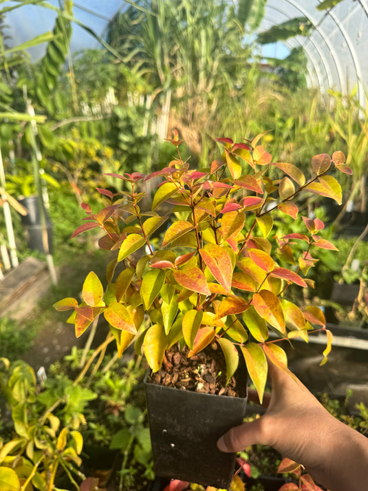 Surinam Cherry - Eugenia uniflora