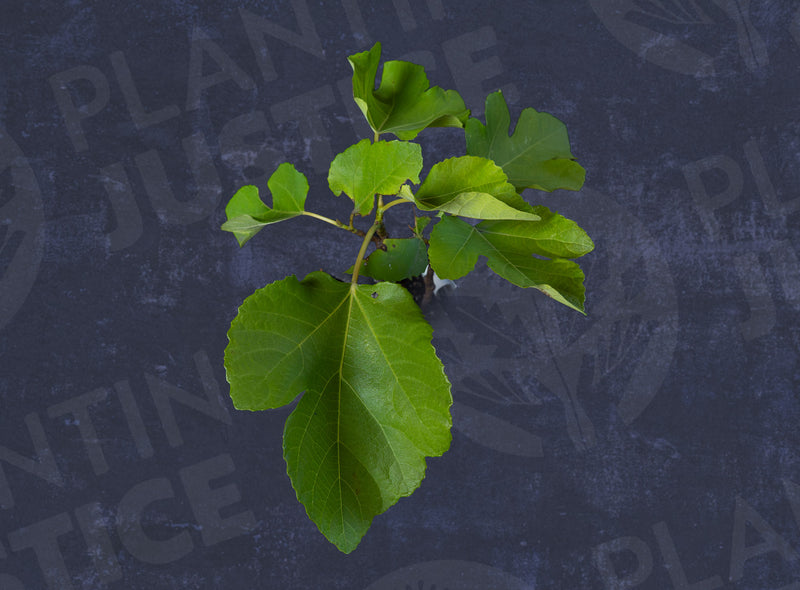 Load image into Gallery viewer, Ischia White Fig
