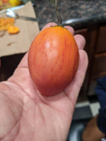 JJ's red flame tamarillo