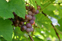 Jefferson Grape