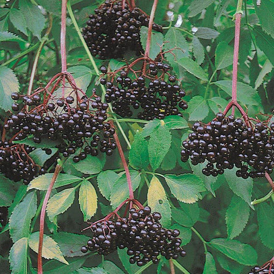 Cutting Wood Elderberry - John's