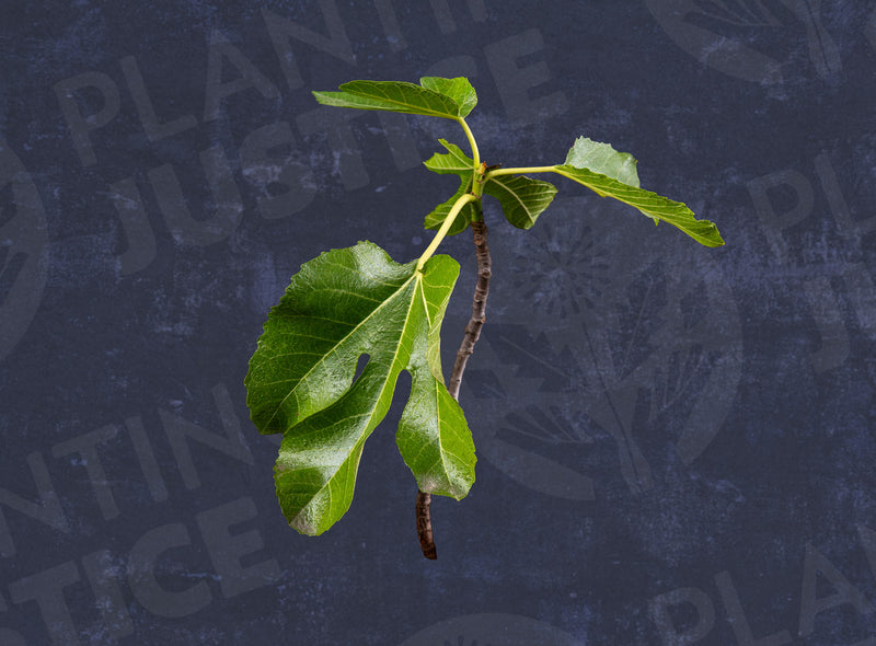 Load image into Gallery viewer, Kadota Fig
