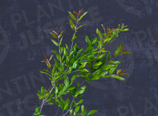 Kaim-anor Pomegranate