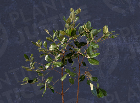 Kaiteri™ Pineapple Guava