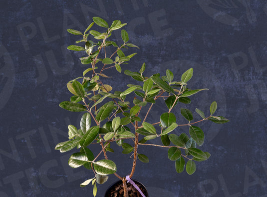 Kakariki™ Pineapple Guava