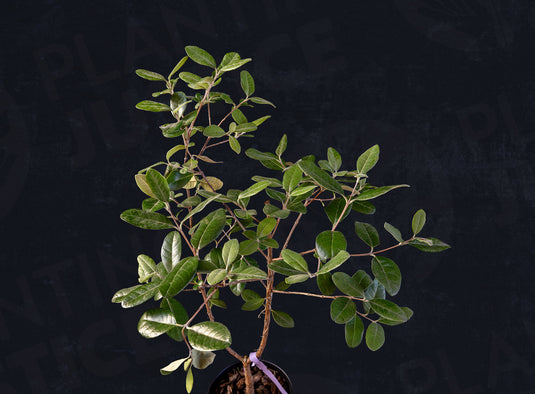 Kakariki™ Pineapple Guava