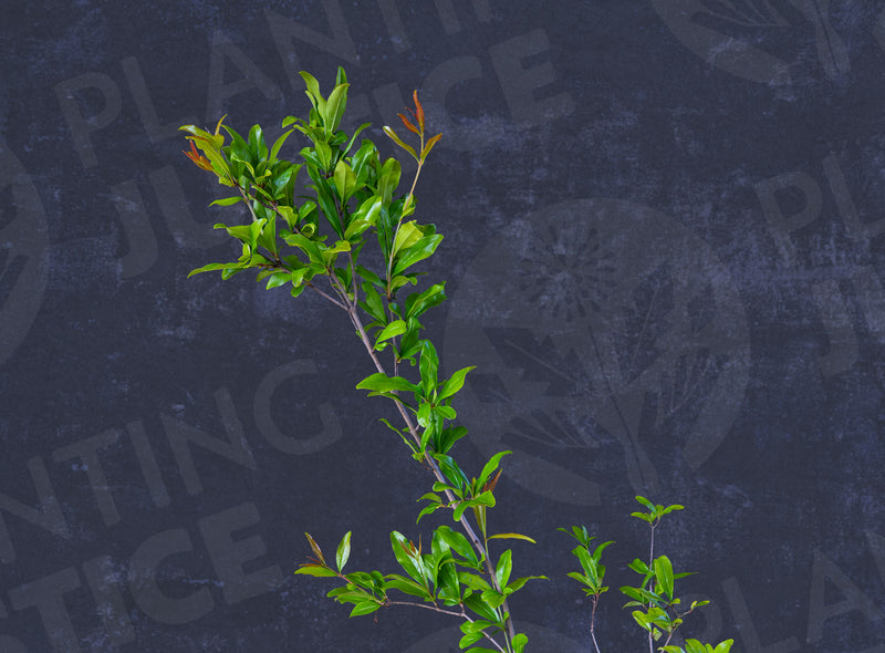 Load image into Gallery viewer, Kazaki Pomegranate
