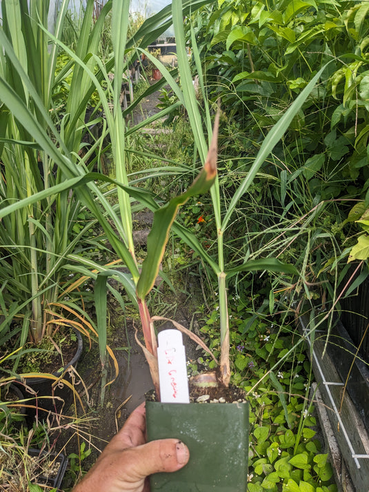 LA Green Sugarcane