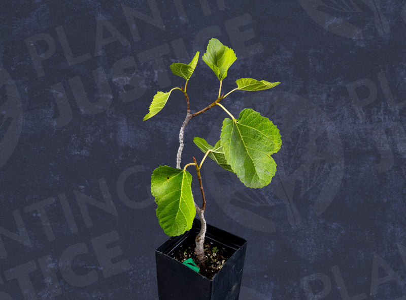 Load image into Gallery viewer, LSU Gold Fig
