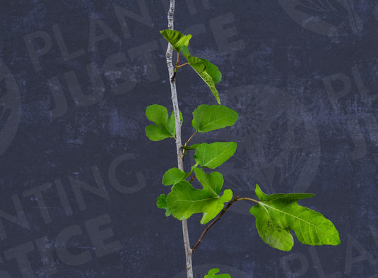 Laghel Fig