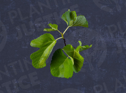 Lampa Branca Fig