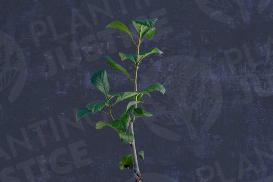 Lavalle Hawthorn