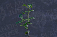 Lavalle Hawthorn