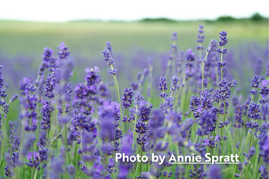Big Time Blue Lavender