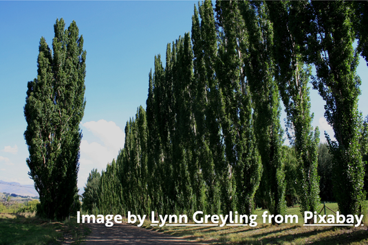 Lombardy Poplar
