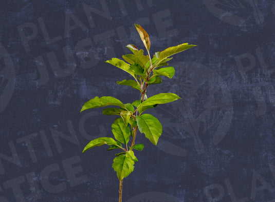 M-111 Apple