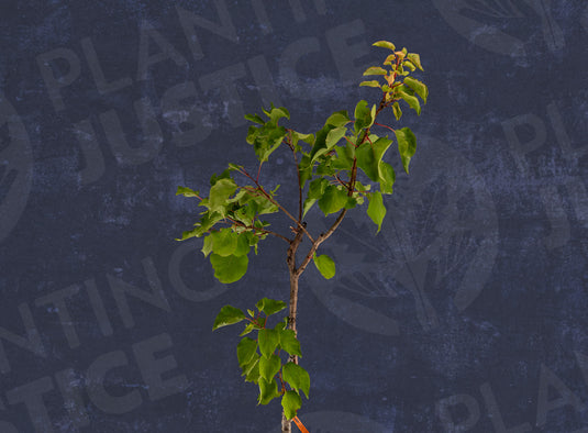 Wenatchee Moorpark Apricot