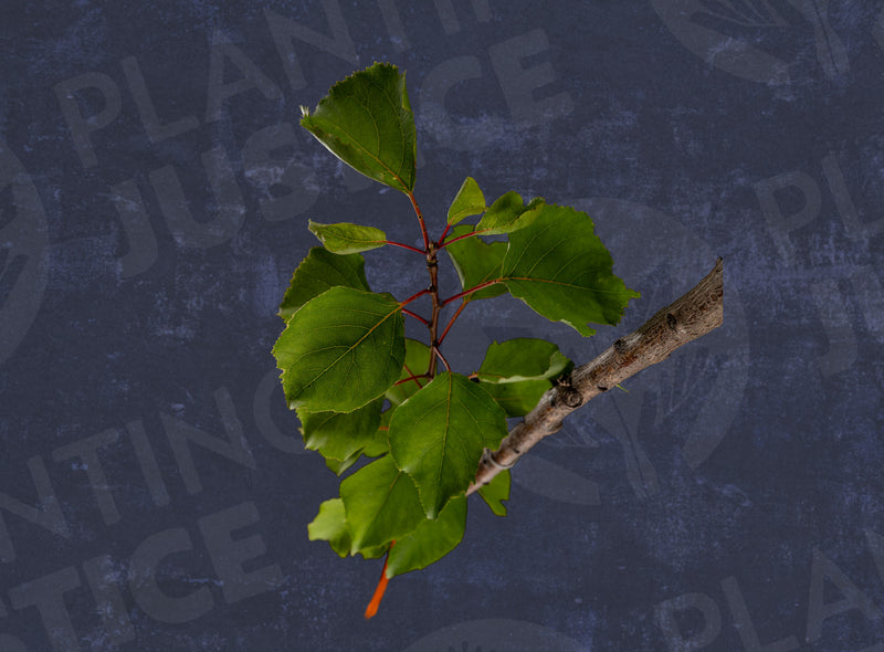 Load image into Gallery viewer, Moorpark Apricot
