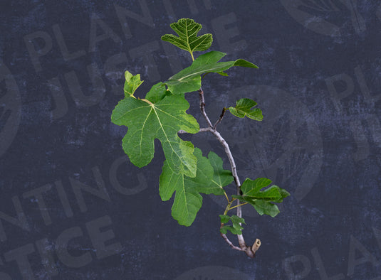 Macool Fig