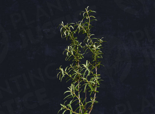 Male Sea Berry (Hippophae rhamnoides)