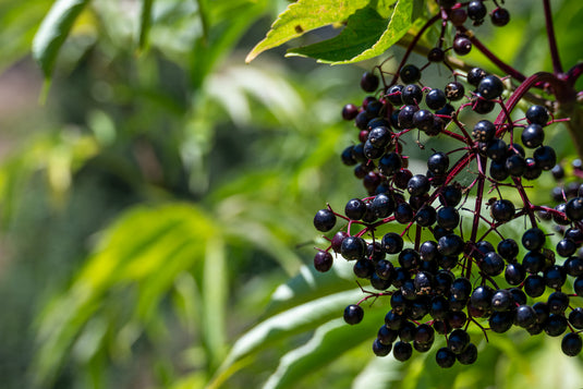 Marge Elderberry Hybrid