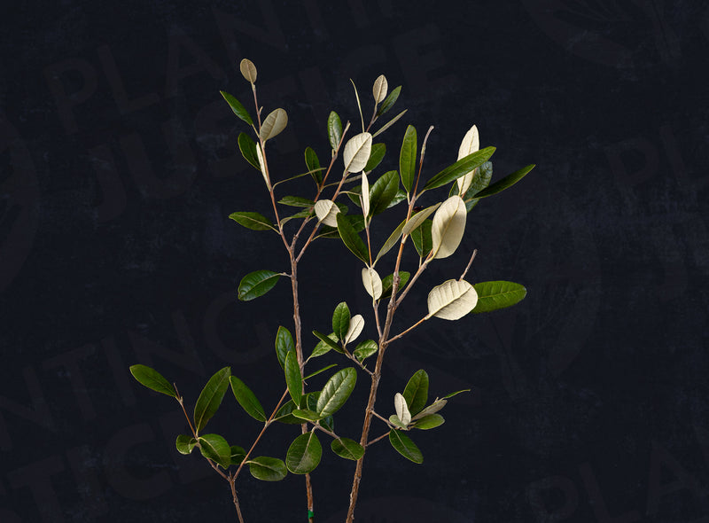 Load image into Gallery viewer, Marion Pineapple Guava
