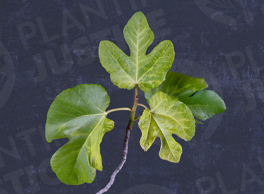 Materneta Fig