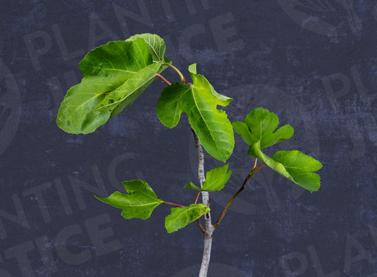 Mavro Melia Fig