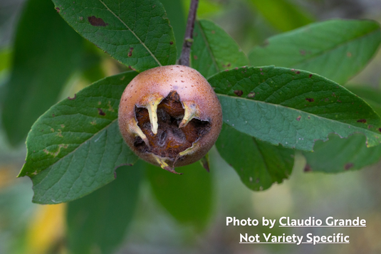 Marron™ Medlar (Mespilus germanica)