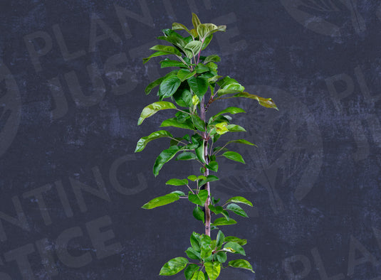 Monarch Apple