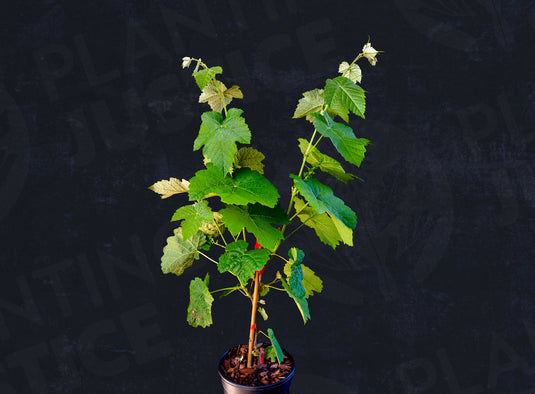 Monastery Muscat Grape