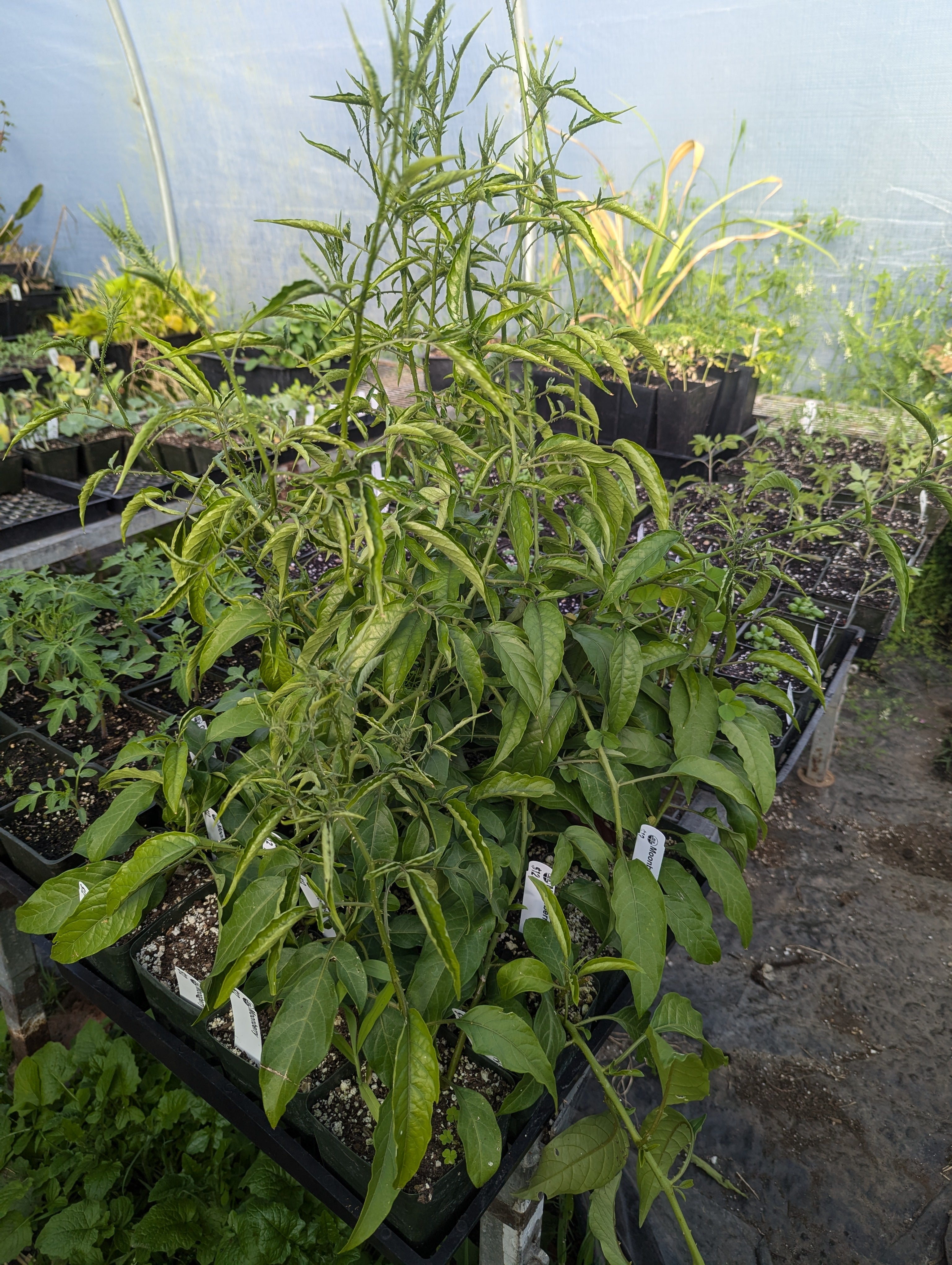 Moonberry aka Juquirioba 