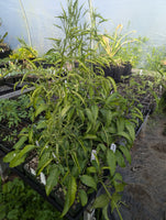 Moonberry aka Juquirioba 