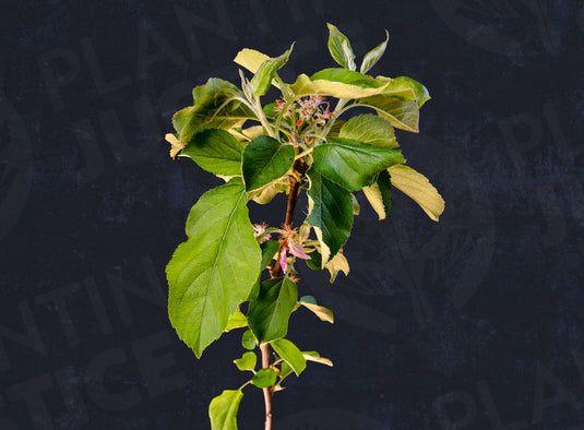 Mountain Rose Red Flesh Apple