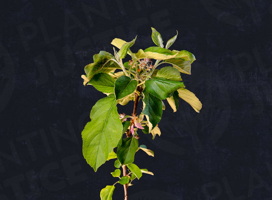 Mountain Rose Red Flesh Apple