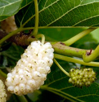 Nikita White™ Mulberry