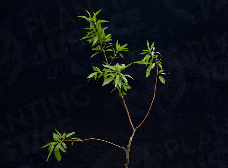 Load image into Gallery viewer, Ne Plus Ultra Almond
