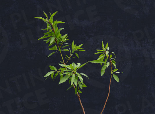 Ne Plus Ultra Almond