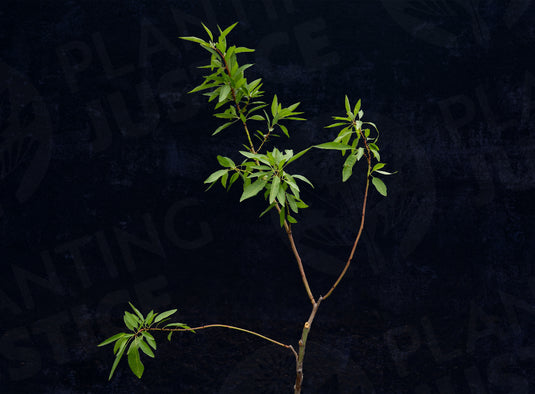 Ne Plus Ultra Almond