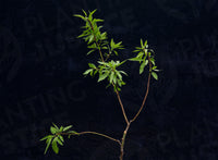 Ne Plus Ultra Almond