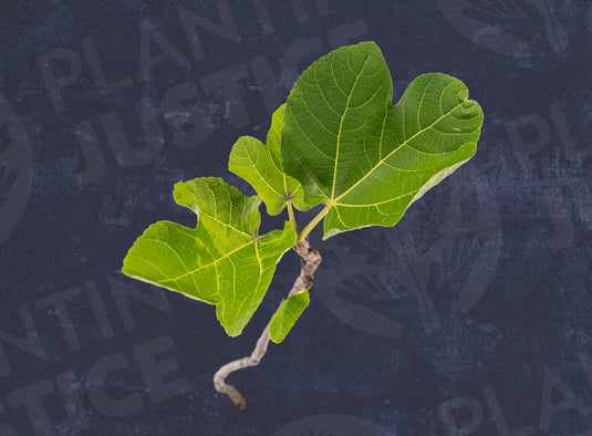 Naples Black Fig