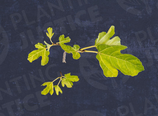 Normans Yellow Fig