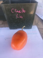 Oculto Clef Orange Rocoto Peppers